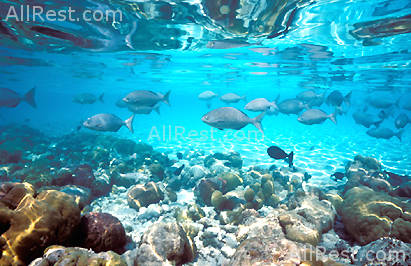 Banyan Tree Maldives Vabbinfaru 19